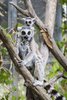 Lemur 1.jpg