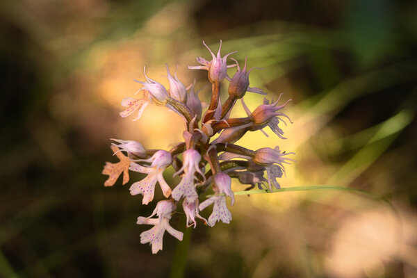 orchys conica.jpg