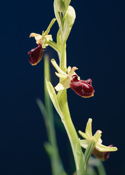 Ophrys sphegodes.jpg