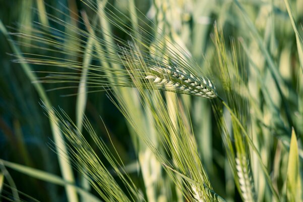 Cereal - Nikkor 105.jpg