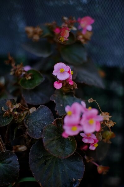 DSCF6934.JPG