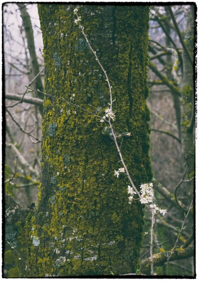 L'arbre adormit.jpg