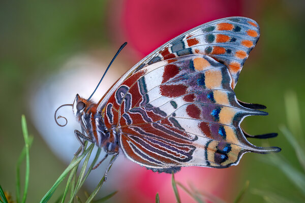_DSF6588-Mejorado-NRF.jpg