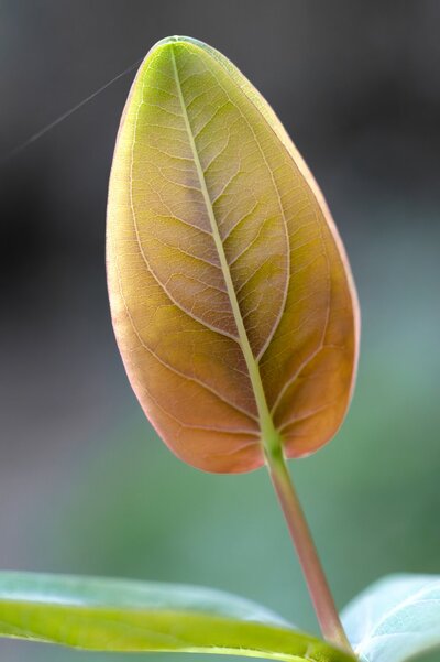 Nikon 55mm f3_5-6.jpg
