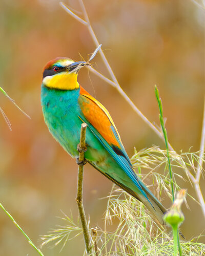 _DSF8552-Mejorado-NR.jpg