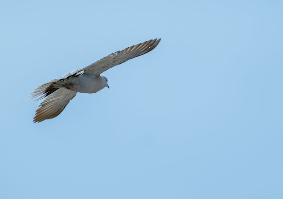 DSCF8821.jpg