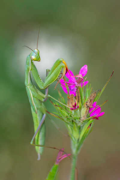 _DSF2335F.jpg