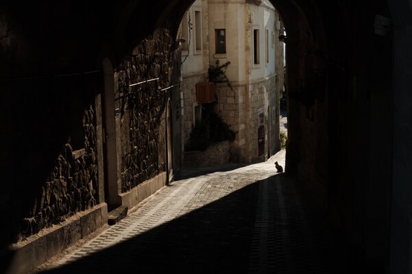 Cat Capadocia.jpeg