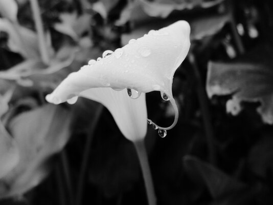 DSCF0109.JPG