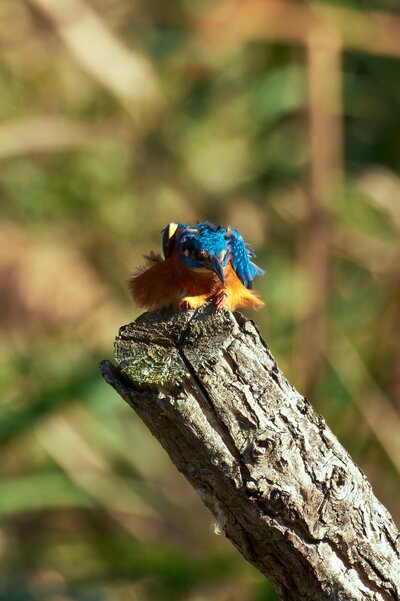 Martin arrantzalea2.jpg