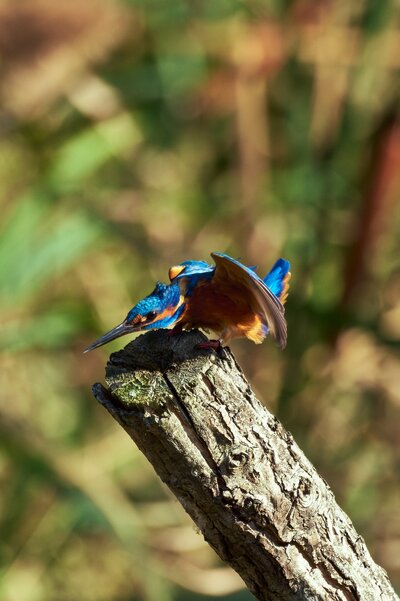 Martin arrantzalea4.jpg