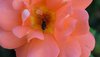 Rosa con mosca.jpg