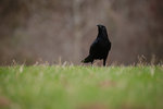 DSCF2995 2.jpg