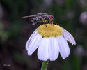 071 Mosca en Flor.jpg