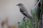 2021.09.Pajaros.DSCF7946.jpg