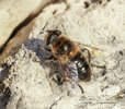 Eristalis tenax.jpg