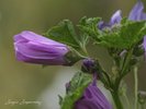 DSCF7614.jpg