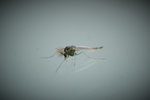 Macro_1.jpg