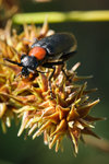 Macro UPO_4.jpg