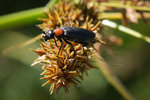 Macro UPO_5.jpg