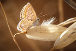 Macro UPO_1 1.jpg