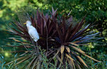 Aves089 6.3 1-2000 800Garza.jpg