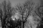 sol arbres.jpg