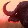 ibonti