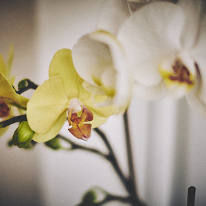 Ya florecen las orquideas de mi señora.jpg