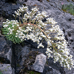 Saxígraga longifolia - Corona de rey (1).jpg