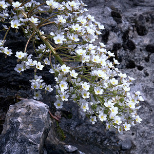Saxígraga longifolia - Corona de rey (2).jpg