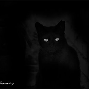 El gato negro.jpg