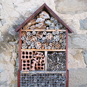 La casa de los insectos.jpg