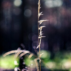 Espiga Helios44M.jpg