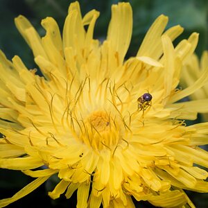 Flor y sirfido.jpg