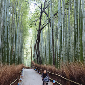 2015-kyoto.jpg