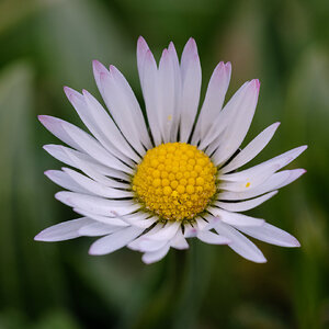 bellis perennis.jpg