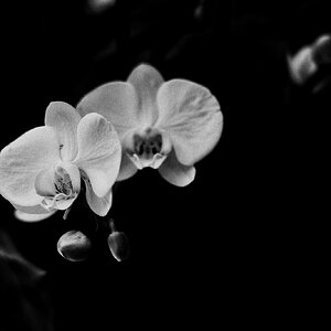 orchid b:w.JPG