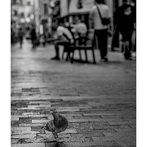 fotografo-callejeando-paloma-personas-adoquin-blanco-negro.jpg