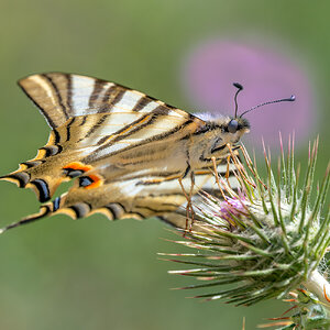 _DSF4451-Mejorado-NRF.jpg