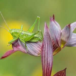 _DSF5421-Mejorado-NRF.jpg