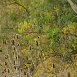 DSCF1569.JPG