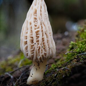 Nikon 55mm f3_5-3.jpg