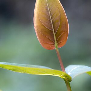 Nikon 55mm f3_5-5.jpg