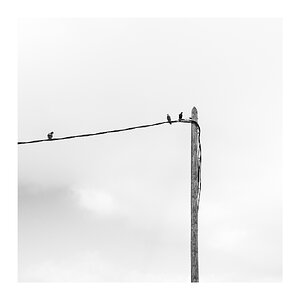 fotografo-poste-madera-cables-palomas-blanco-negro.jpg