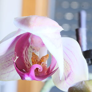 Orquideas (9).JPG