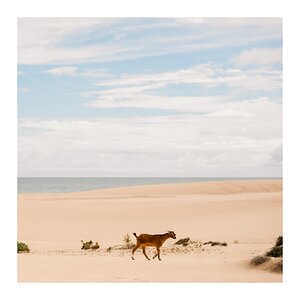 fotografo-fuerteventura-corralejo-playa-cabra-marron-pasto-arena-cielo.jpg