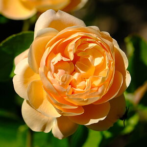 DSCF4593.JPG