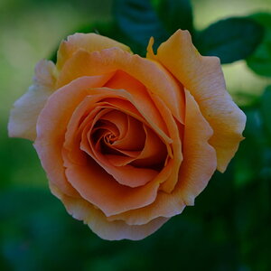 DSCF4515.JPG