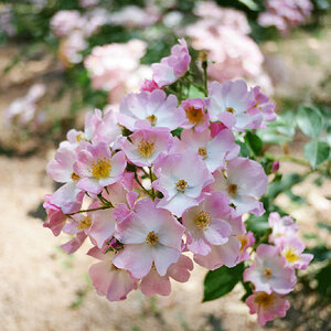 DSCF9731.jpg